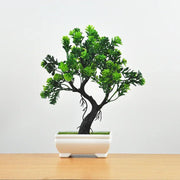 ZEN bonsai on a desk